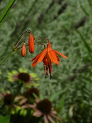 Bessera elegans und Echinacea green envy.jpg