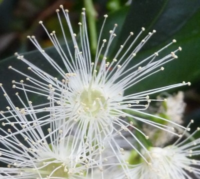 Kopie von P1020308.JPG