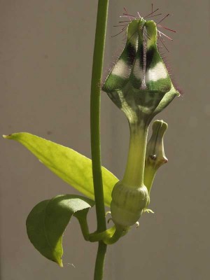ceropegia brownii-3672.jpg