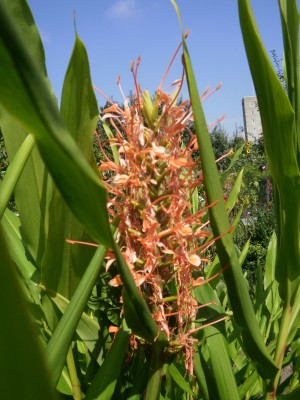 Hedychium bea.jpg