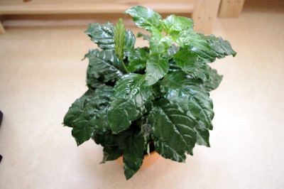 crossandra_infundibuliformis.jpg