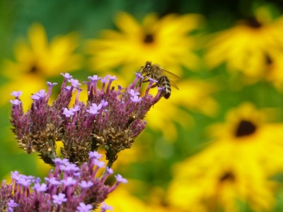 Biene an Eisenkraut.jpg