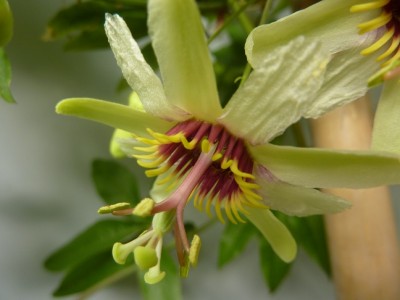 Passiflora yucatanensis Robert Hoeck.jpg
