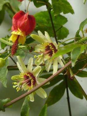Passiflora yucatanensis  Abutilon megapotamicum robert hoeck.jpg
