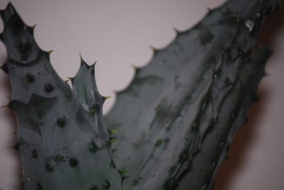 green040yy.jpg
