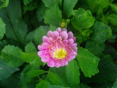 100D0423.JPG