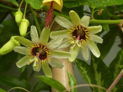 Passiflora yucatanensis 156.jpg