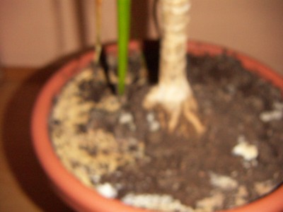 PICT0002.JPG
