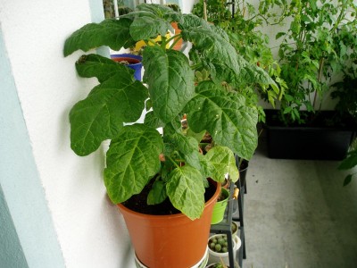 P1010004.JPG