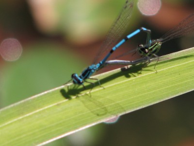 IMG_1265.JPG