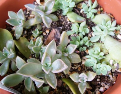 Graptoveria u.Graptopetalum .JPG