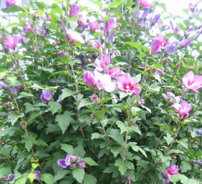 20100908_0001_4.JPG