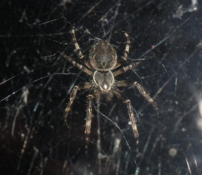 spinne.jpg