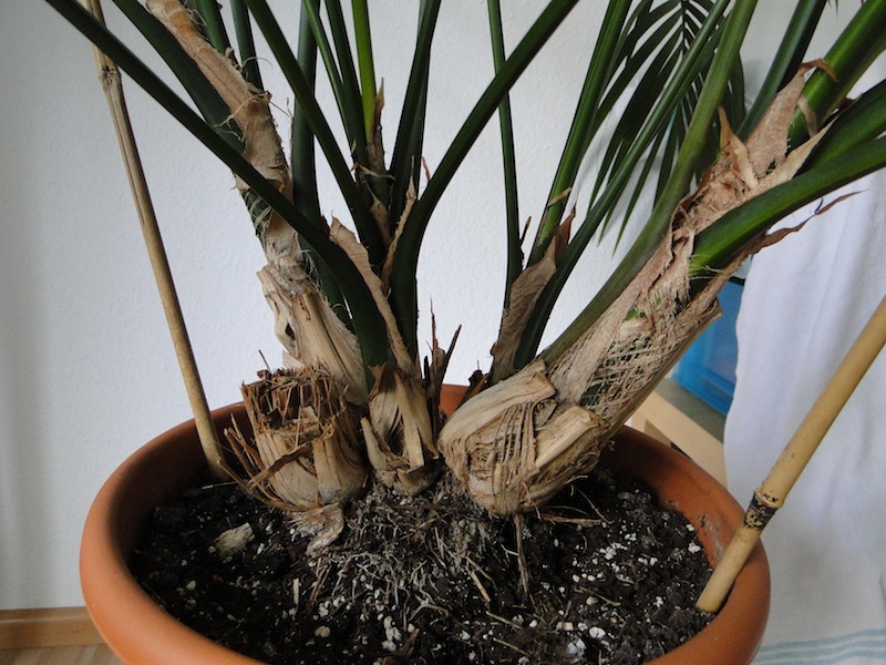 monstera aurea vs deliciosa Monstera main image 1
