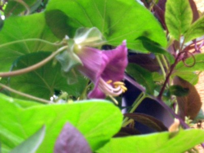 Cobaea scandens.JPG
