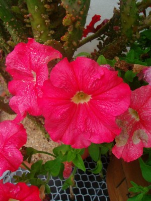 100D0437.JPG