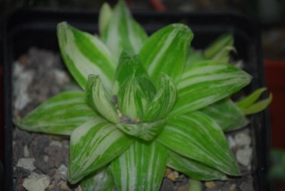 haworthia 020yy.jpg