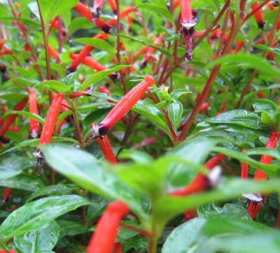 20100909_0001_6.JPG