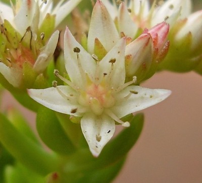 Sedum ´Spiral Staircase´ (3).jpg