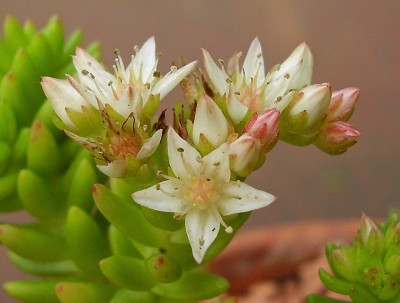 Sedum ´Spiral Staircase´ (2).jpg