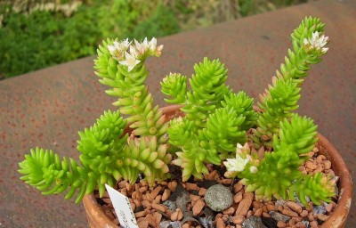 Sedum ´Spiral Staircase´.jpg