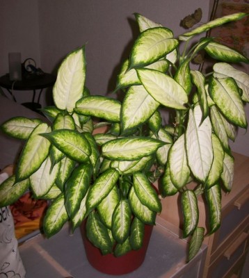 dieffenbachie3.jpg