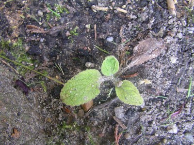 keimlingsbestimmng 009.JPG