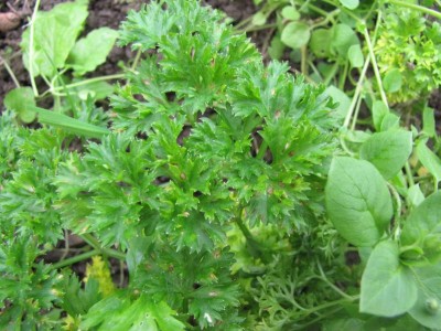 #Krause Petersilie.JPG