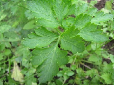 #Glatte Petersilie.JPG