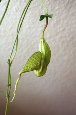 Aristolochia grandiflora 1.JPG