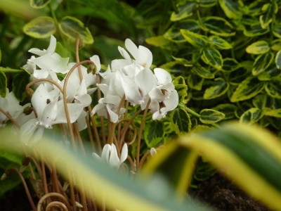 Cylamen hederifolium Album.jpg