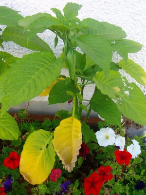 100D0930.JPG
