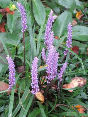 Frgl. Liliaceae (2).JPG