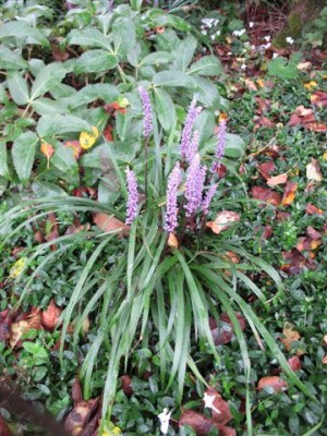 Frgl. Liliaceae (1).JPG