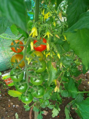 100D0433.JPG