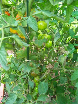 100D0494.JPG