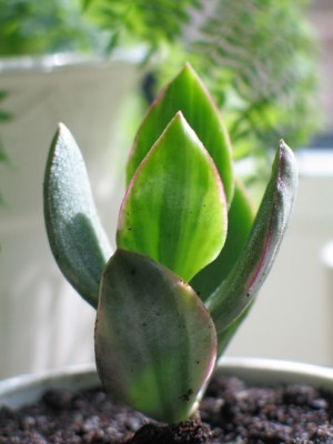 crassula.jpg