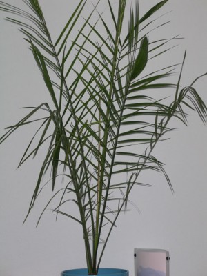 palme2.jpg