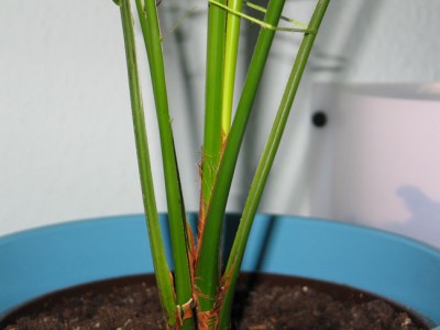 palme1.jpg