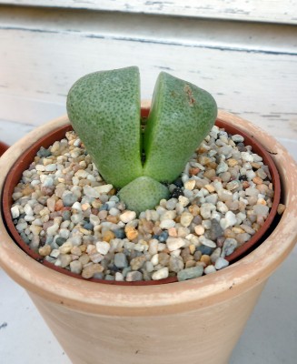 lithops.jpg