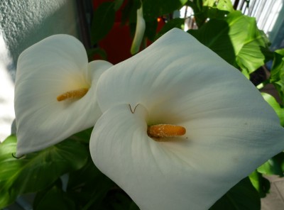 Zantedeschia Calla weiß.JPG