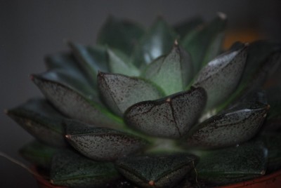 echeveria 034yy.jpg