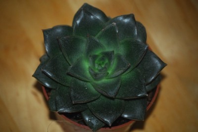 echeveria 033yy.jpg
