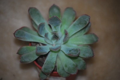 echeveria 032yy.jpg
