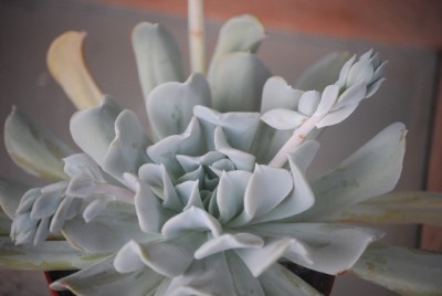 echeveria 029yy.jpg