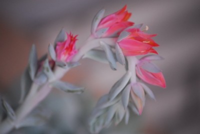 echeveria 030yy.jpg