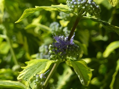 Bartblume Summer Sorbet.jpg