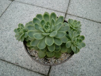 Echeveria.JPG