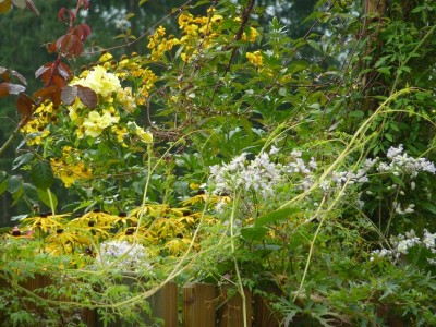 Lichtkönigin Lucia.jpg