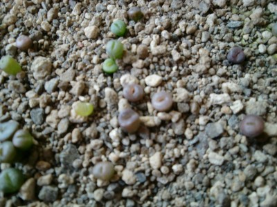 Lithops Spaltung.JPG